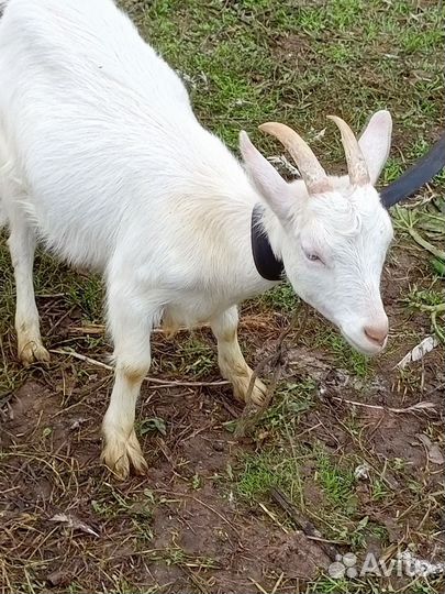 Зааненские козы