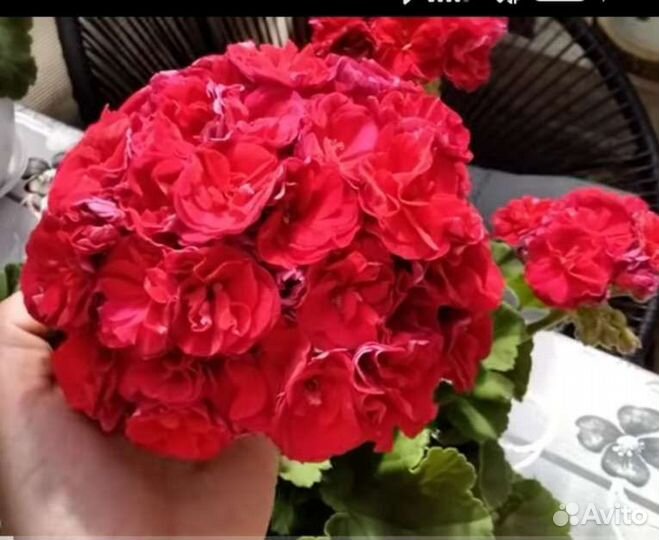 Герань пеларгония