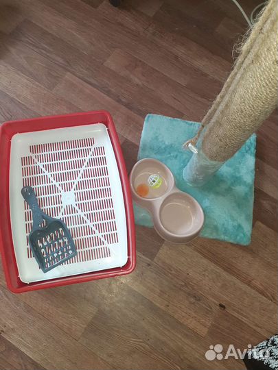 Когтеточка, лоток