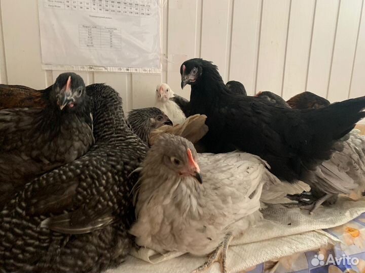 Куры Несушки