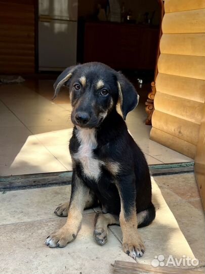 Шикарные щенки в добрые руки