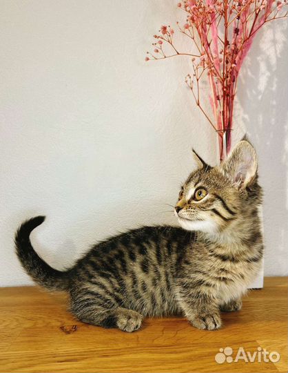 Кошечка Манчкин генетта стандарт