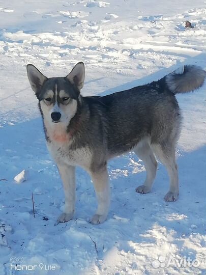 Собака хаски