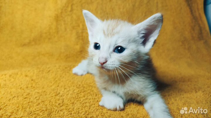 Котята рыжие бесплатно