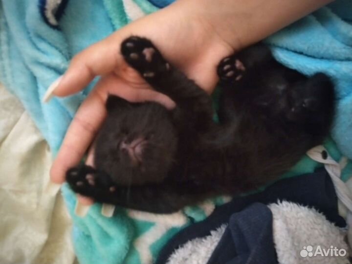 Британские котята