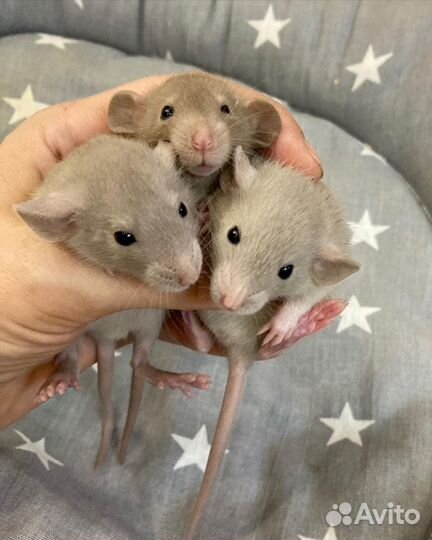 Крыса, крысята дамбо, хаски, сфинкс