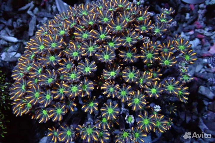 Морские рыбки