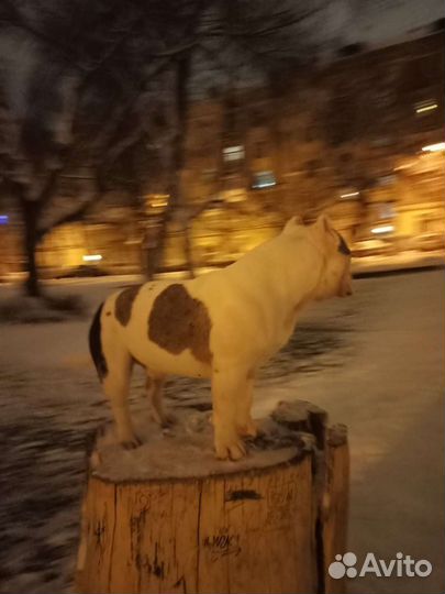 Вязка Американский Булли