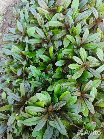 Почвопокровники