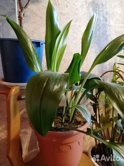 Комнатные растения цветы большие