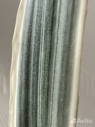 Сансевиерия Страйкер, Манолин