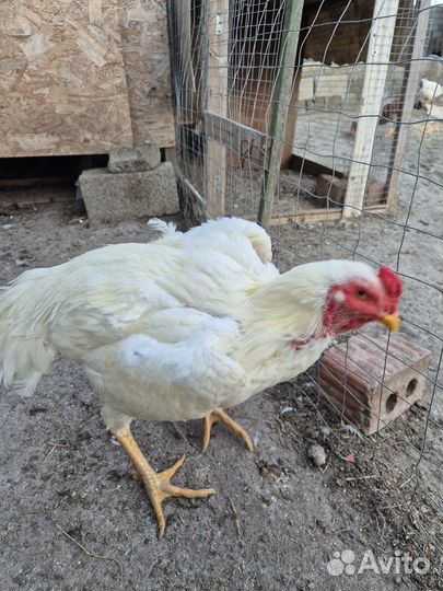 Бойцовые петухи