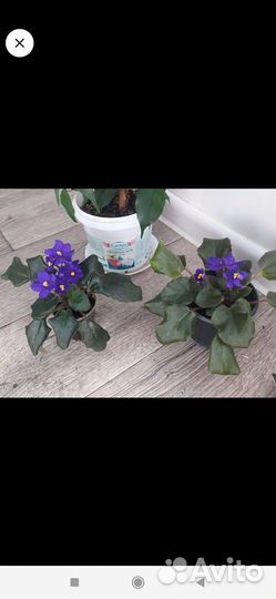 Цветок цветет, можно на подарок