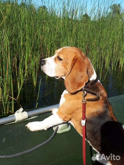 Вязка бигль