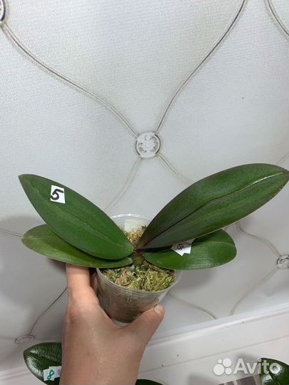 Бабочка Жёлтый шоколад орхидея