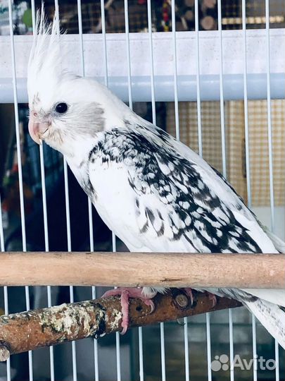 Попугай Корелла альбинос