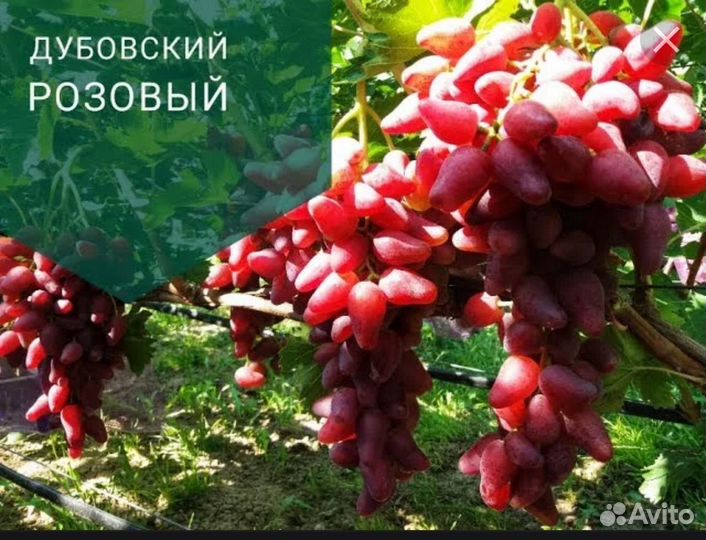 Череки винограда