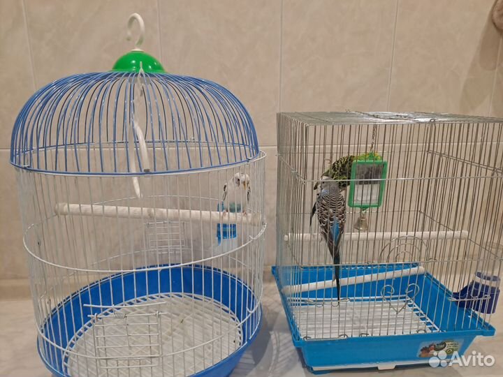 Волнистый попугай