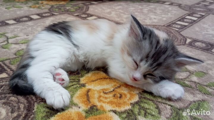 Кошка