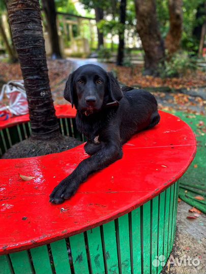 Молодая собачка в самые добрые ручки)