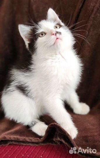 Котёнок Ксюша откликается на имя