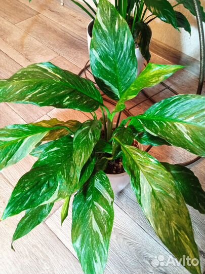 Спатифиллум сортовые