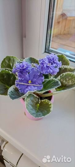 Сортовые фиалки