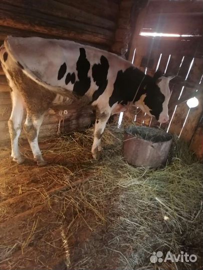 Бычки годовалые(продажа;обмен на авто)