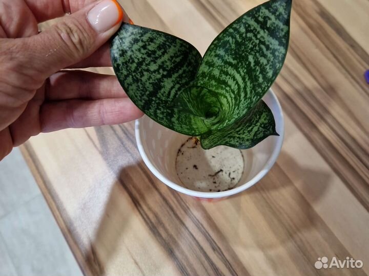 Сансевиерия