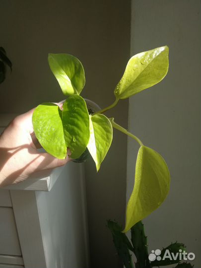 Филодендрон сканденс Бразил, Сциндапсус неон