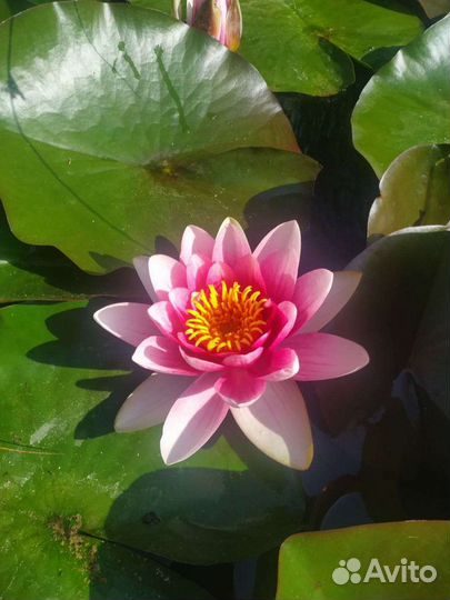 Кувшинка для пруда