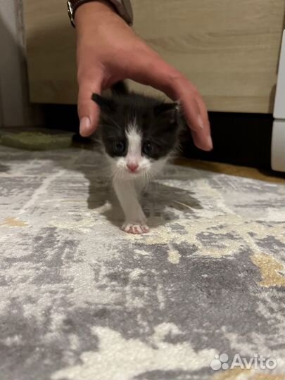 Котик в добрые руки