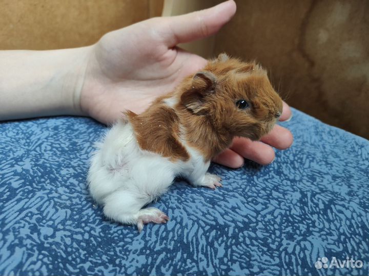 Морские свинки