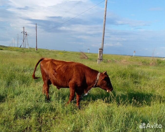 Бычки и быки