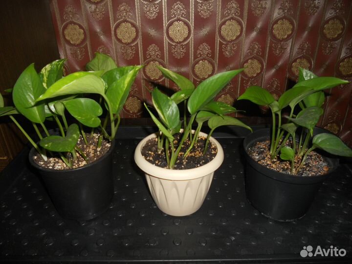 Эпипремнум золотистый