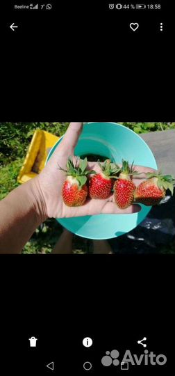 Саженцы клубники