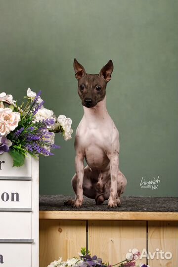 Американский голый терьер - вязка