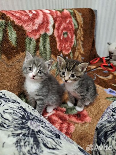 Котята в добрые руки мальчики