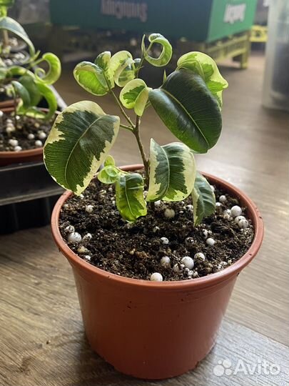 Фикус бенджамина Ирэн, Керли, Анастасия, Неон