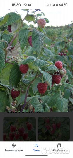 Ежевика садовая, ремонтантная малина