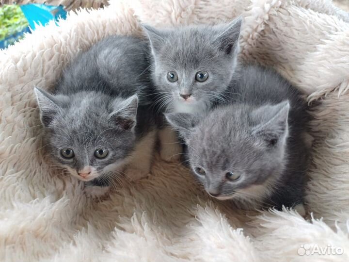 Отдам в хорошие руки Лучшее средство от гипертонии