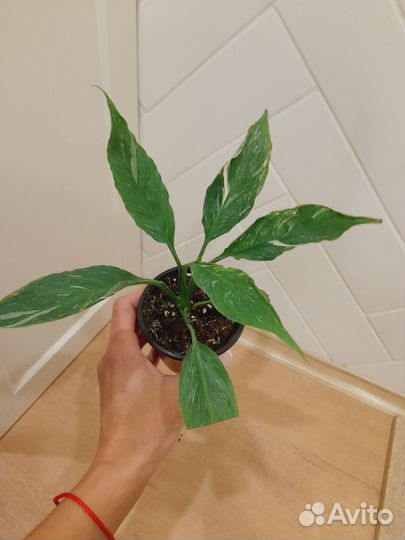 Спатифиллум Джемини, Домино. Пеперомия, Аихризон