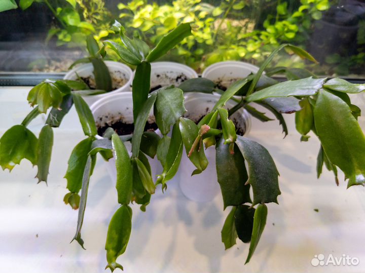 Декабрист шлюмбергера