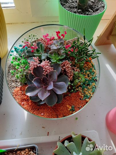 Флорариум. Оригинальный подарок