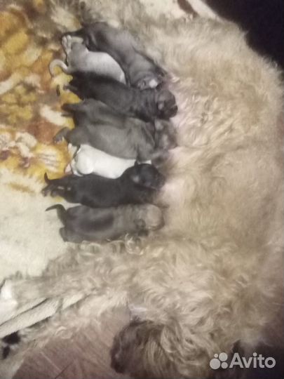 Отдам щенков в добрые руки бесплатно