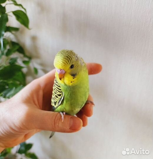 Птенец,волнистый попугай ручные