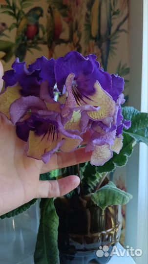 Стрептокарпусы цветущие