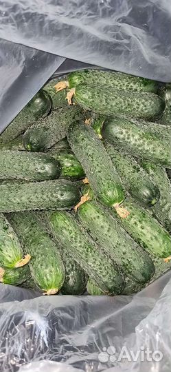 Огурцы свежие домашние