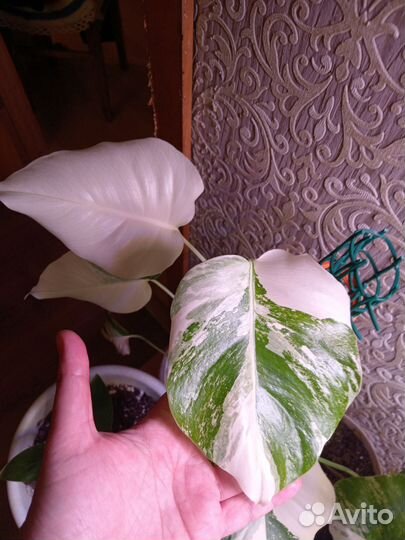 Монстера вариегатная альба