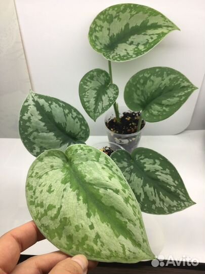 Сциндапсус Экзотика